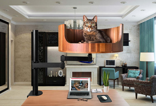 neuter my cat for free