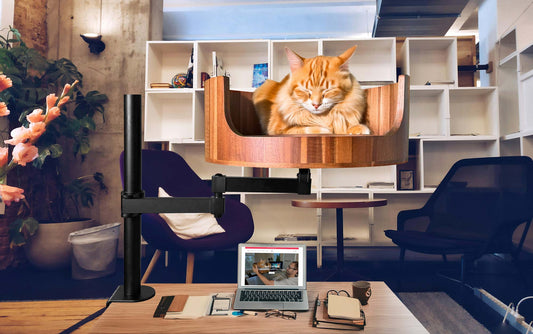 orthopedic beds for cats