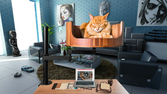 outdoor heated cat beds