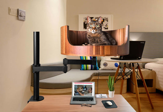 put my cat on a diet