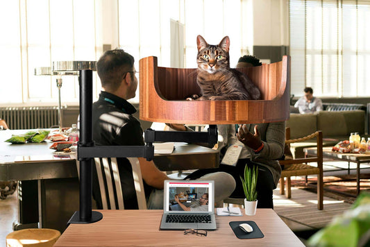 quality time with my cat