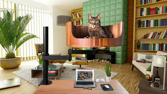 relax my cat playlist