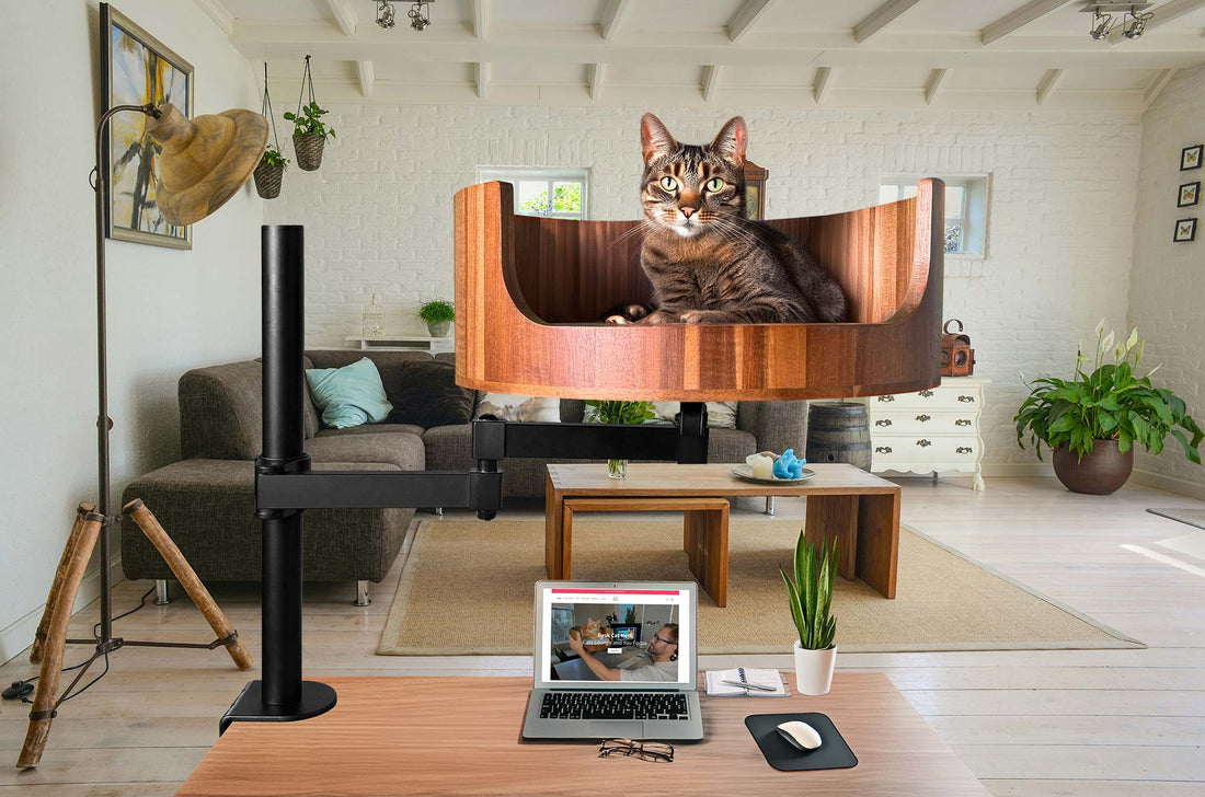 think my cat is constipated