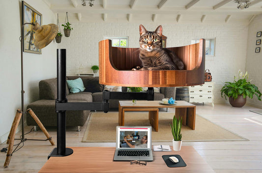 think my cat is constipated