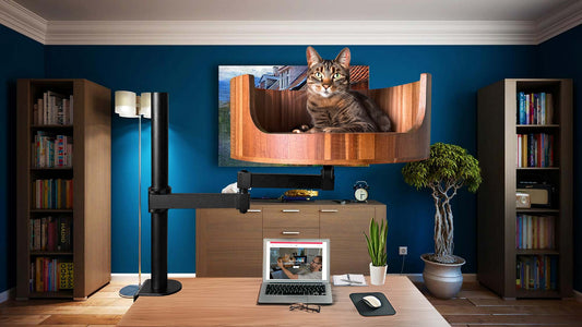 understanding my cat