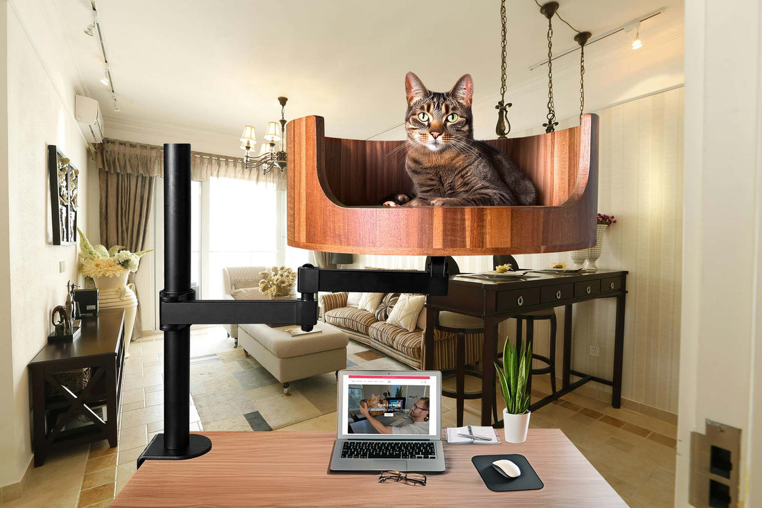 university of lincoln me and my cat quiz