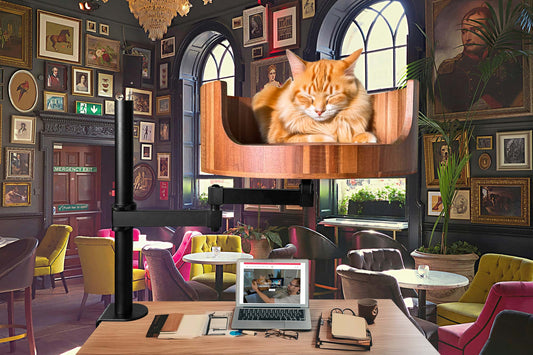 what is cat years versus human years