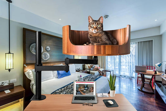 when to worry if your cat is missing