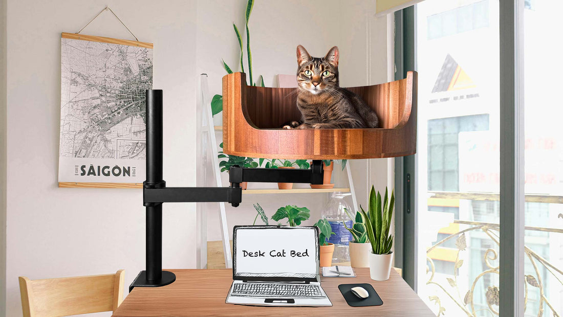 why do cats bite your feet