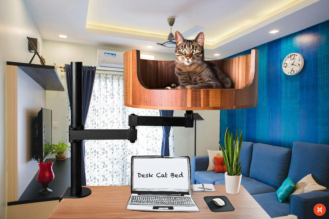 why do cats stare at me