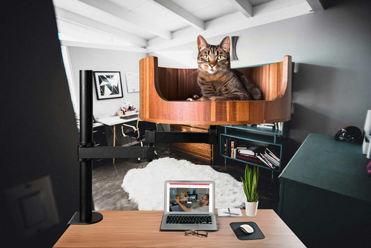 will 3 raisins hurt my cat