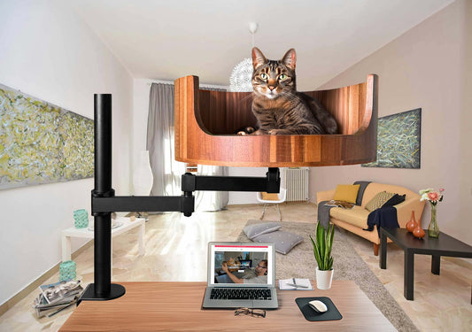 y is my cat sneezing