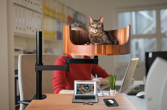 yakuza 7 find my cat