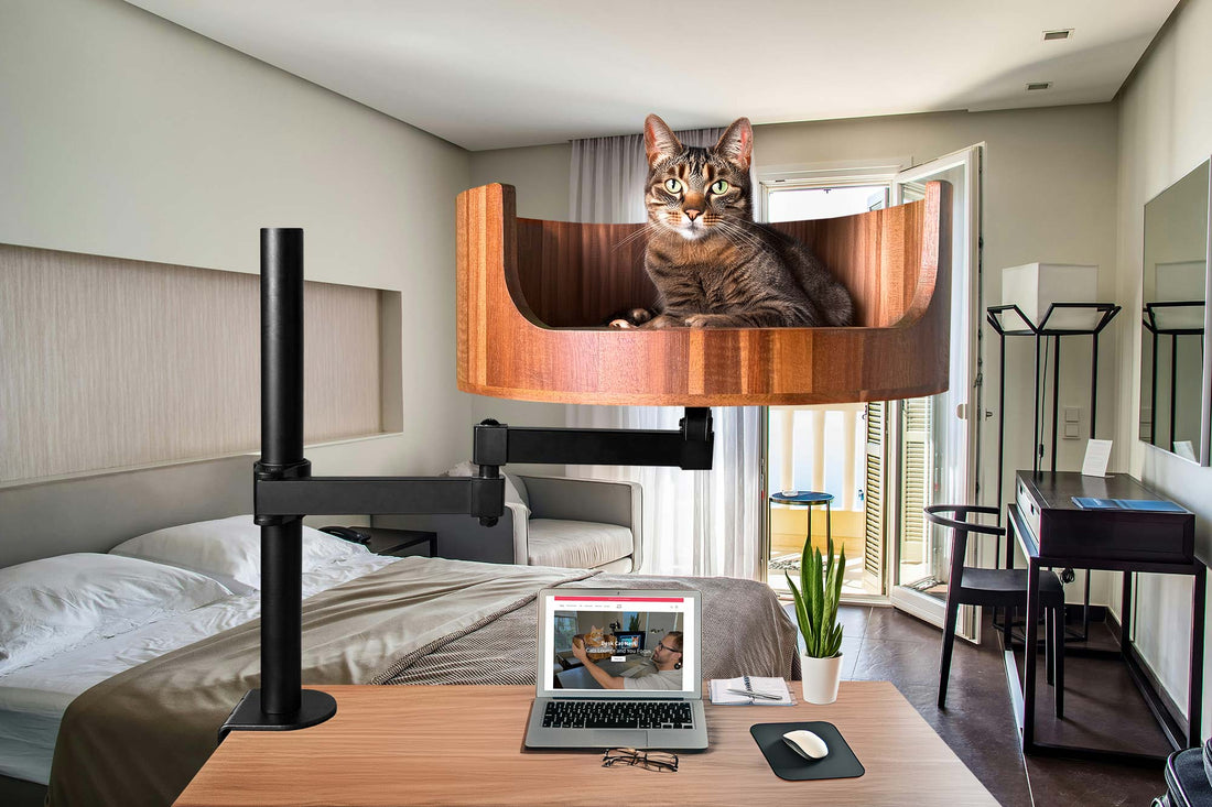 z100 phone tap my cat is going